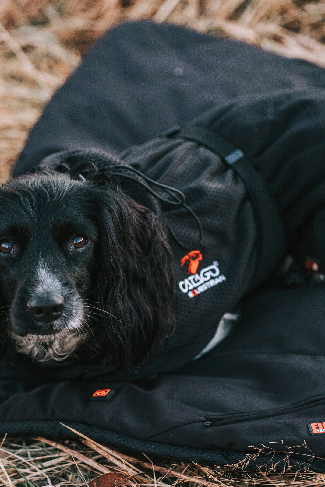 FIR-Tech dog rug