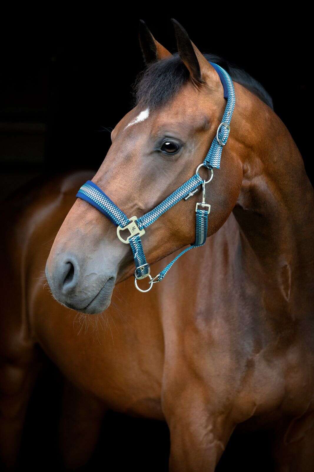 Horse Guard Cole halter