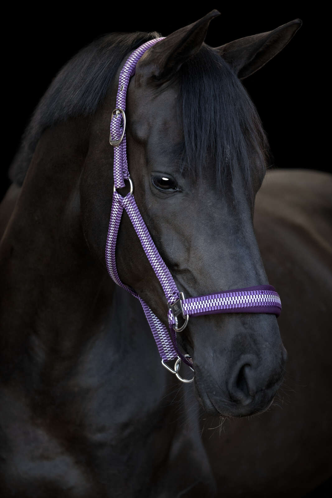 HorseGuard Cole halter