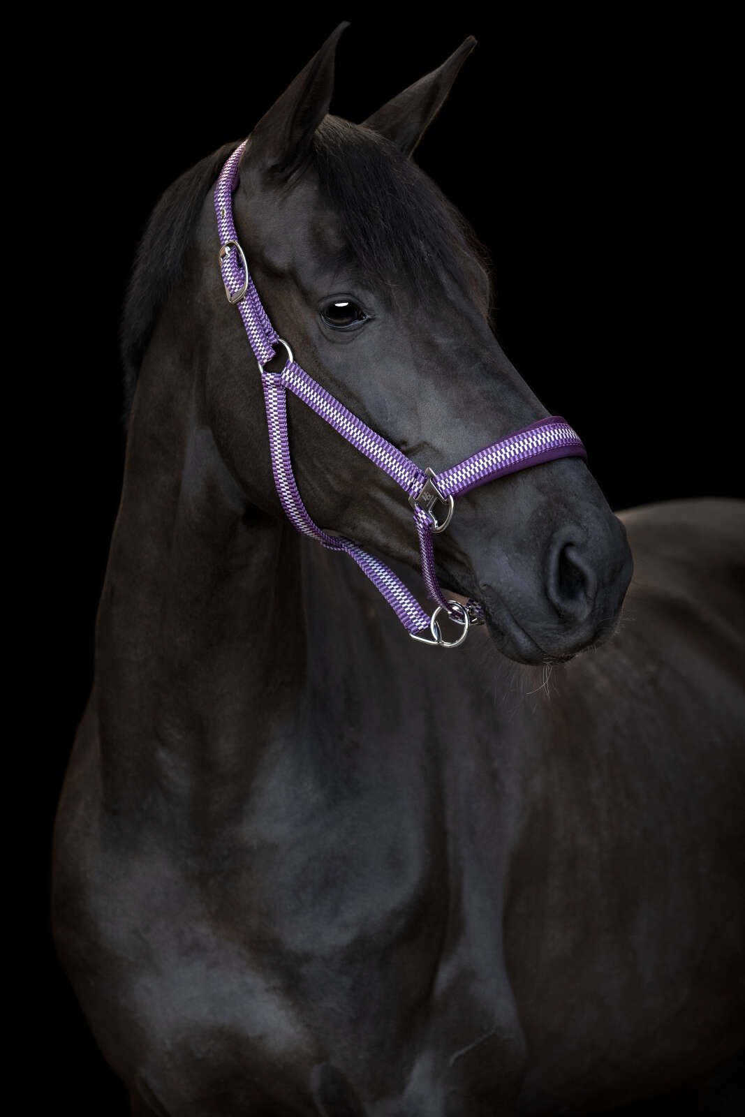 HorseGuard Cole halter