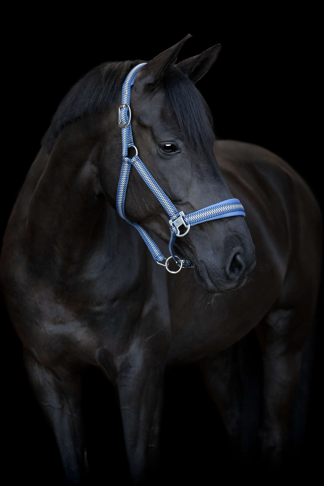 HorseGuard Cole halter