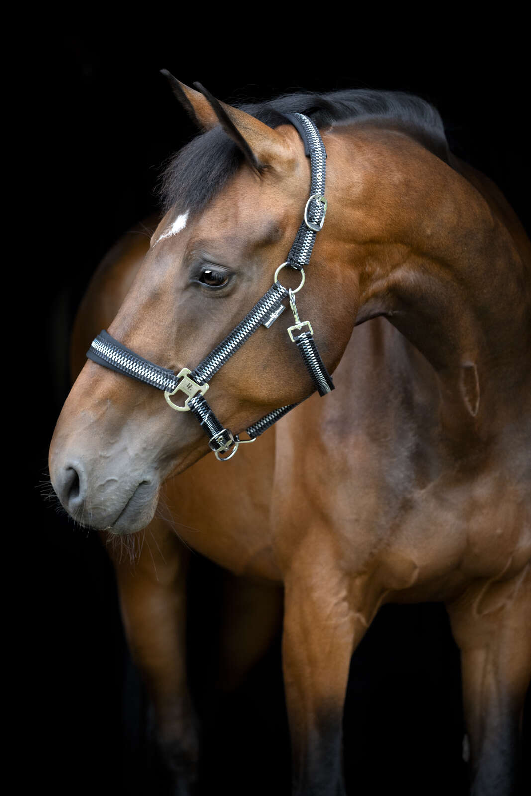 Horse Guard Cole halter