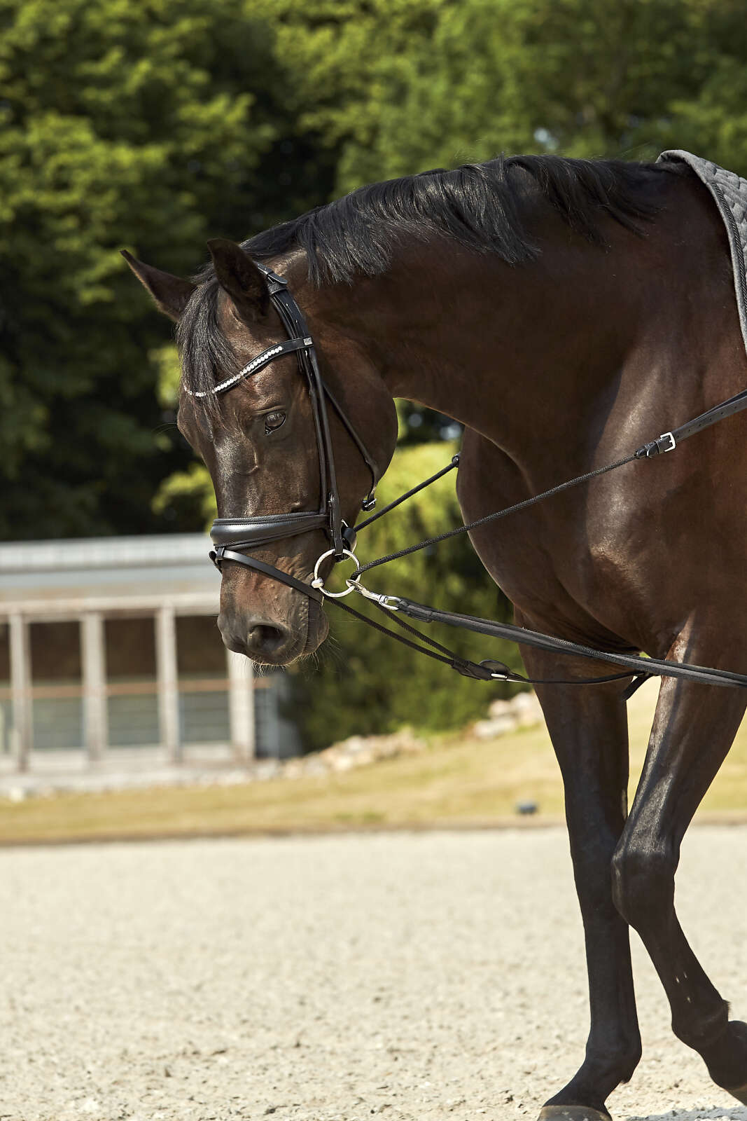 HorseGuard Triangle reins