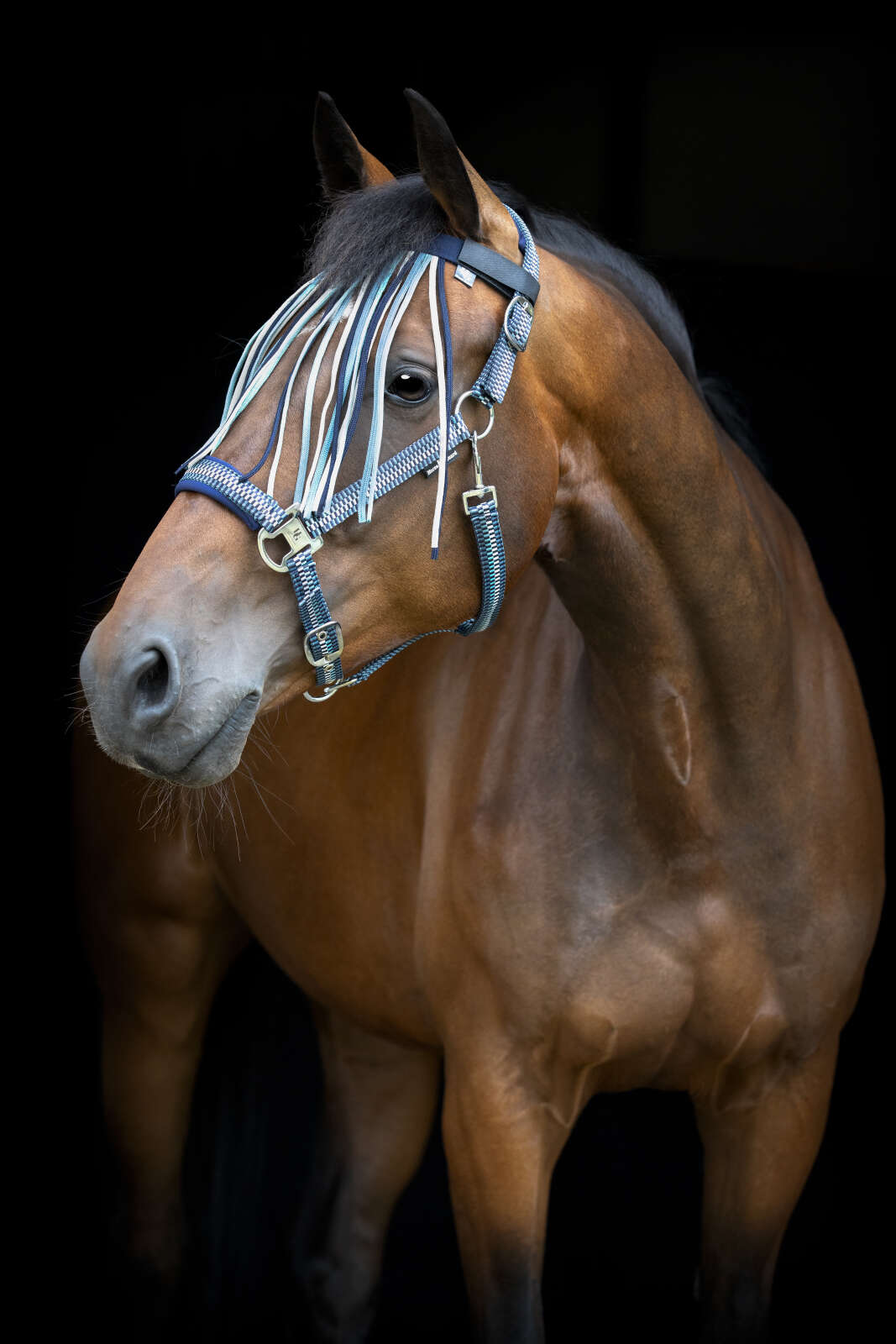 Horse Guard Cole fringe