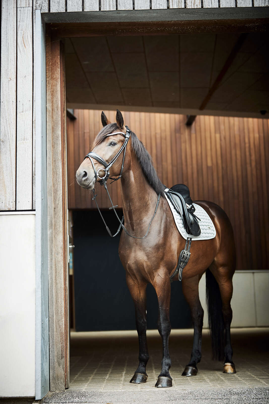 Horse Guard Kora-sadelunderlag