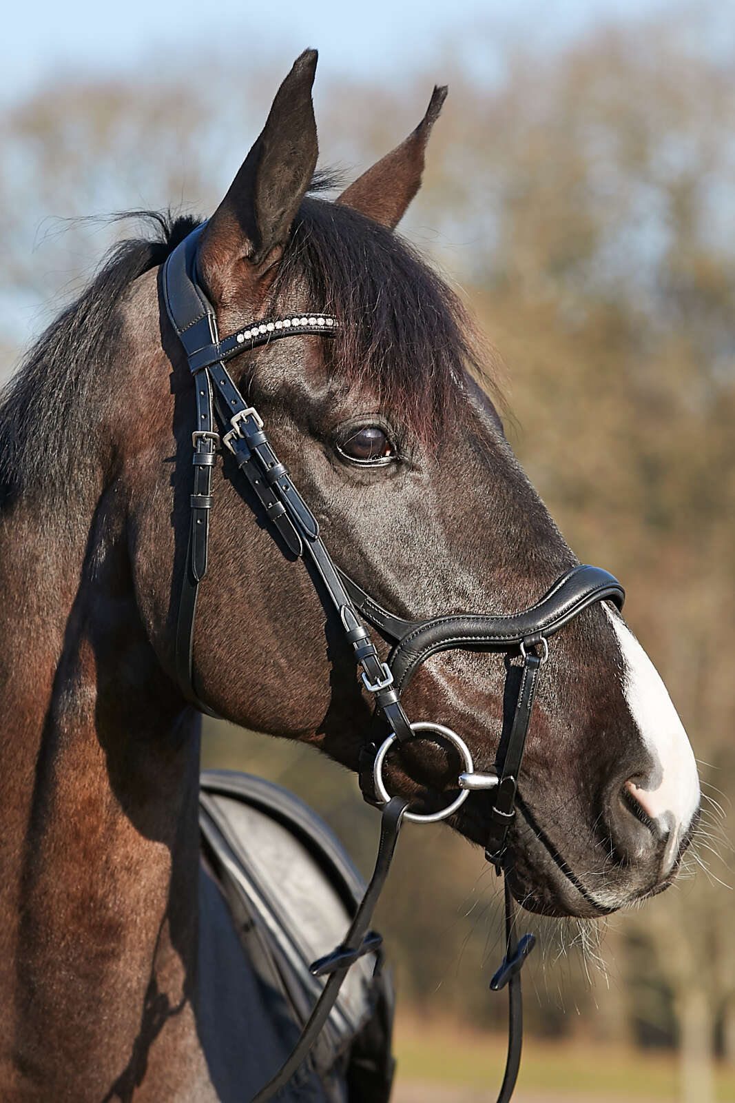 HorseGuard Level anatomic bridle without reins