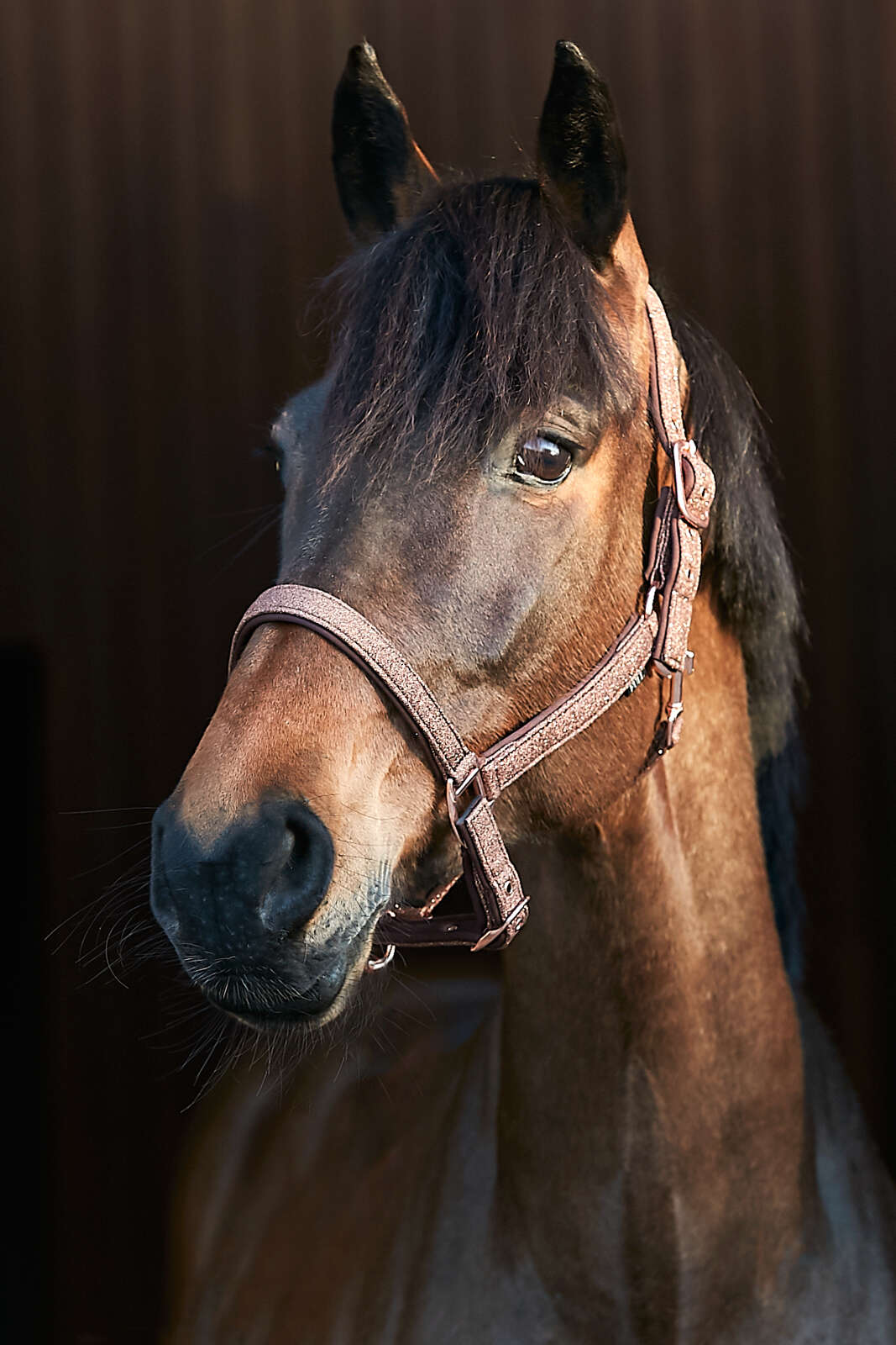 HorseGuard Lex grime