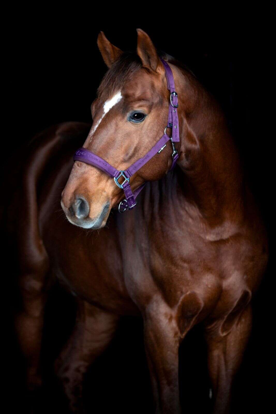 HorseGuard Diya grime 2.0