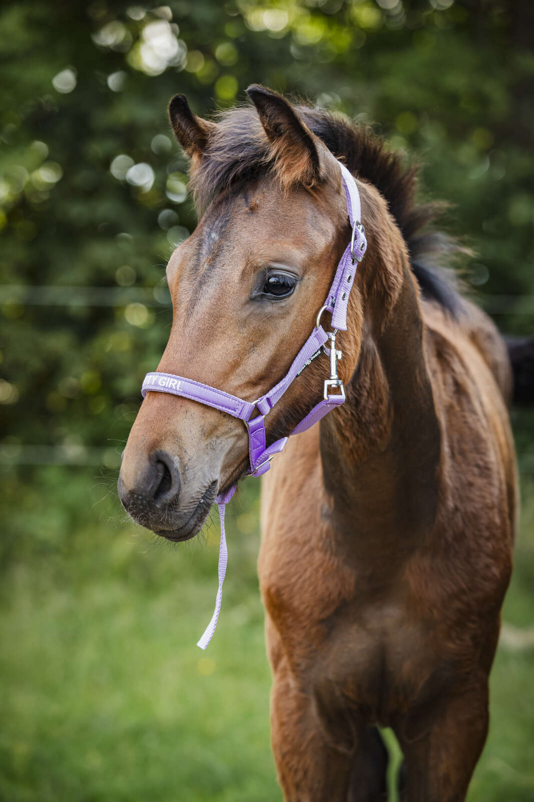 Horse Guard Malva foal halter "Pretty Girl"