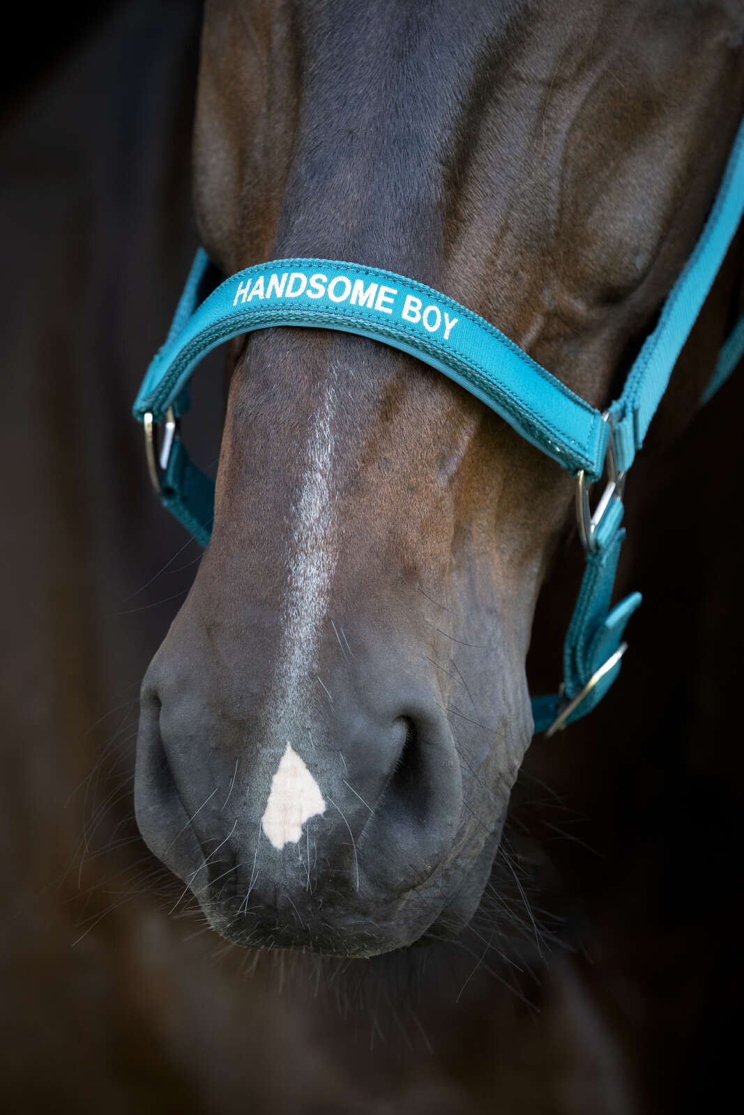 Horse Guard Malva halter "Handsome Boy"