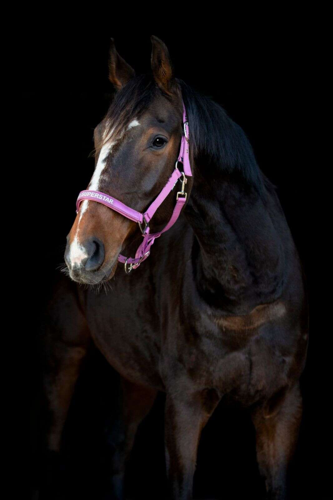 Horse Guard Malva grime