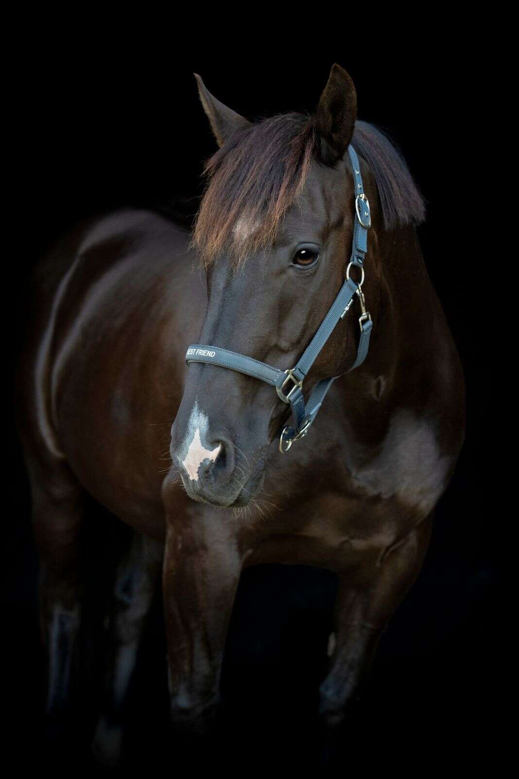 Horse Guard Malva grime "My Best Friend"