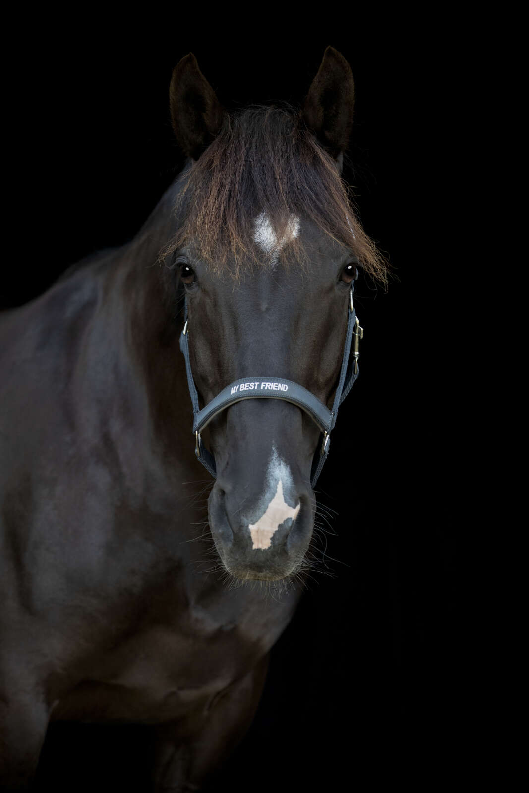 Horse Guard Malva grime "My Best Friend"