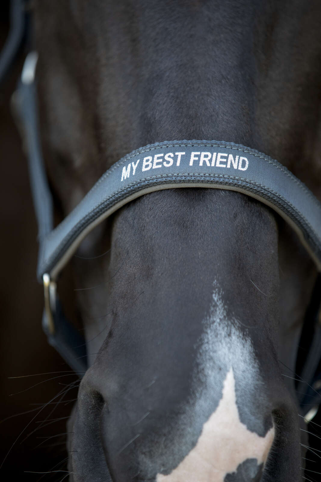 Horse Guard Malva grime "My Best Friend"