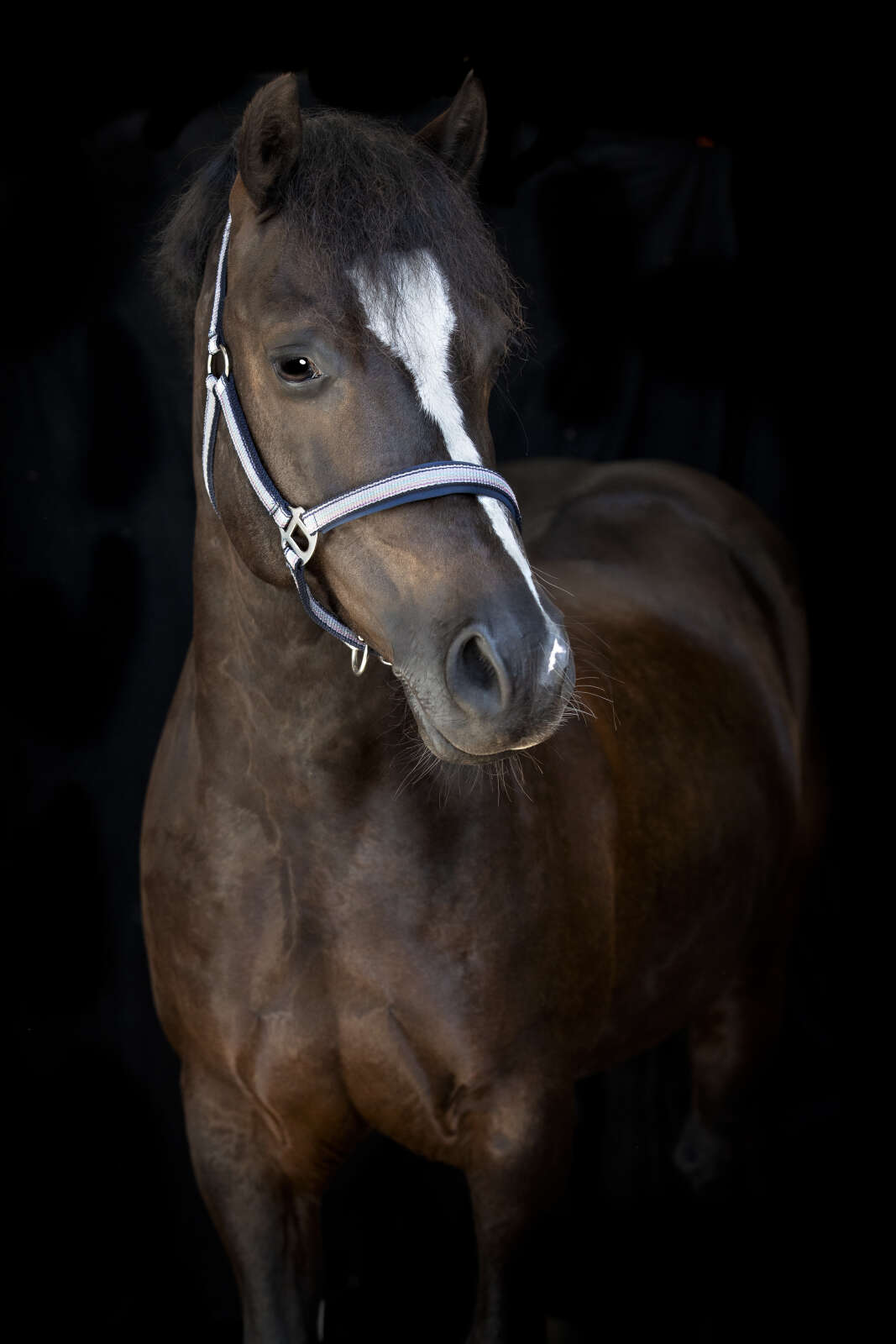 Horse Guard Mascha halter