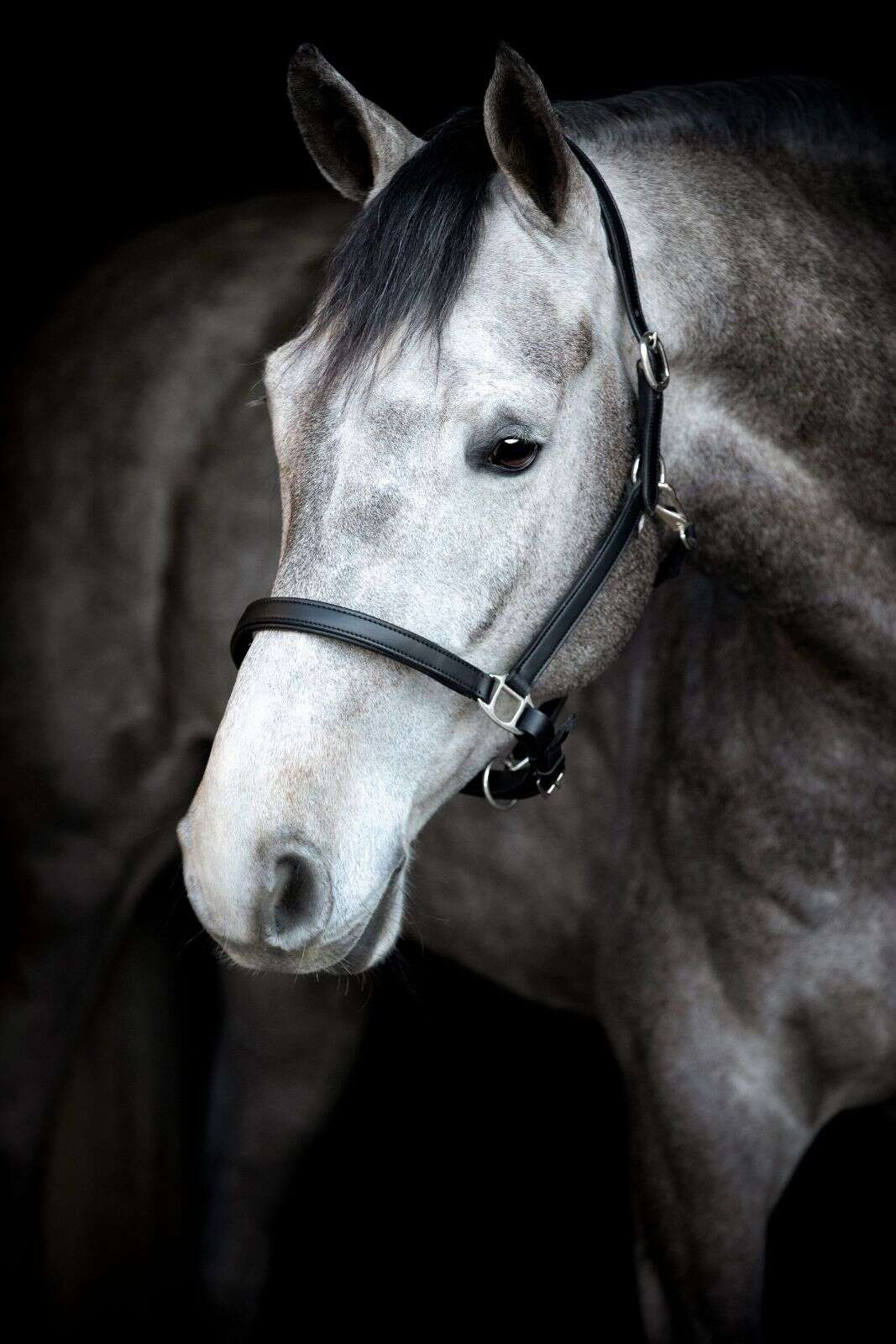 HorseGuard Sabine leather halter