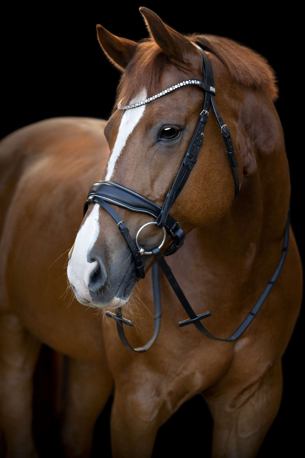 HorseGuard Cryll 25.1 bridle with pull-back and flash