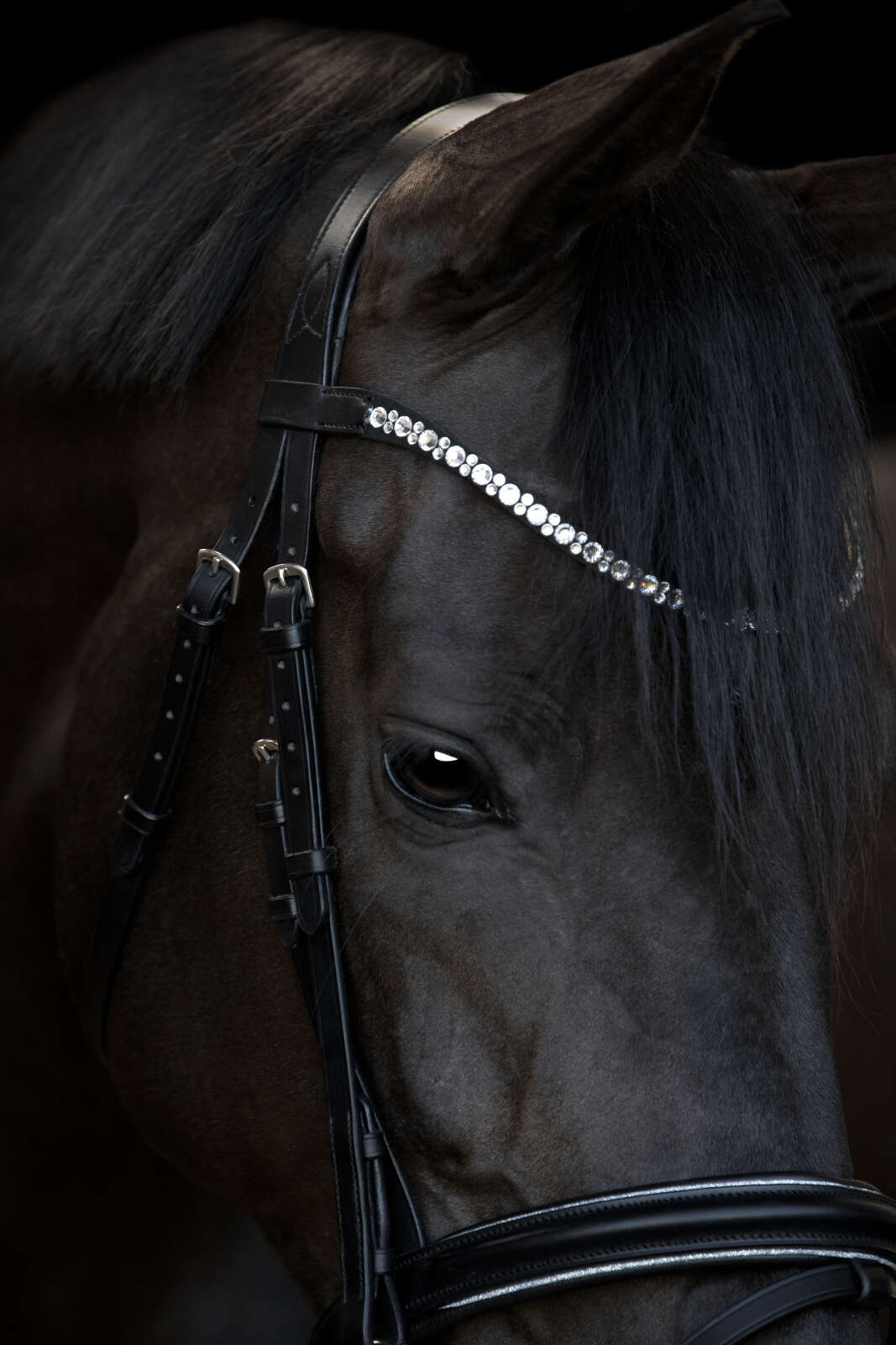 HorseGuard Emi 25.1 bridle with combined noseband