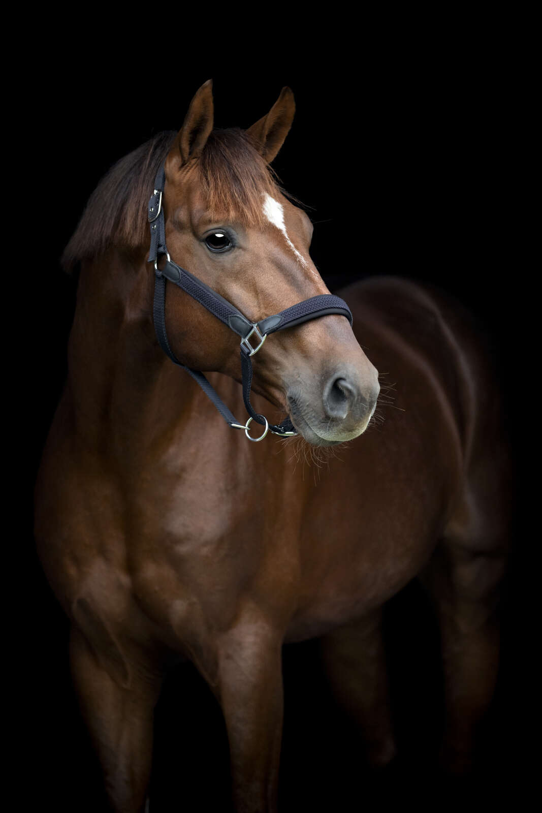 HorseGuard Vardia braid halter