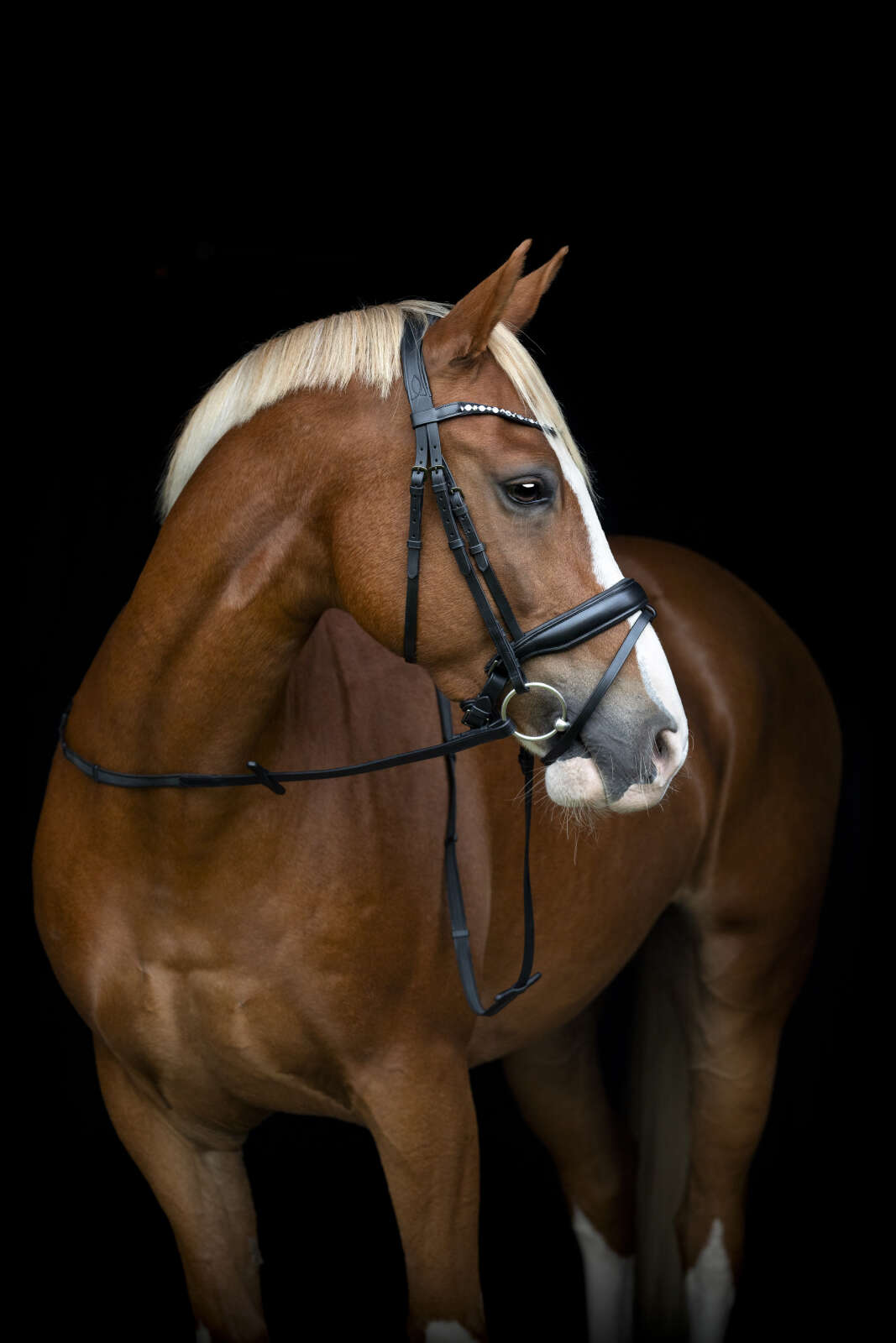 Horse Guard Cryll 25.2 Trense, Pullback & Kombiniert