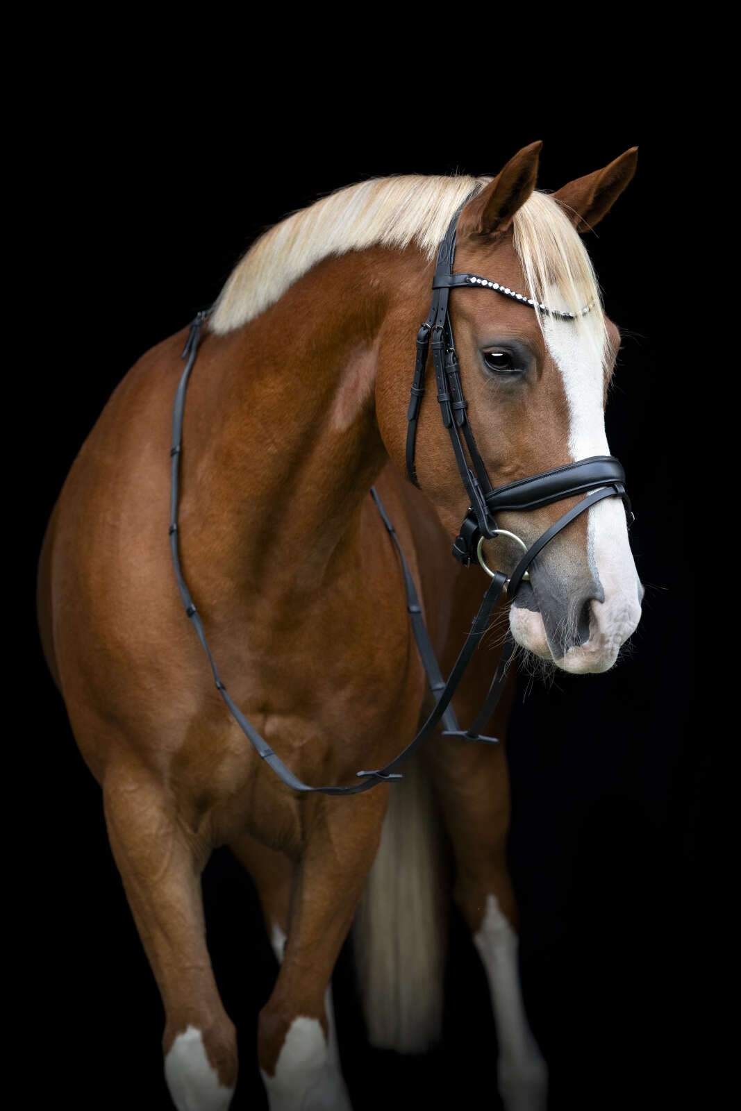 Horse Guard Cryll 25.2 Trense, Pullback & Kombiniert