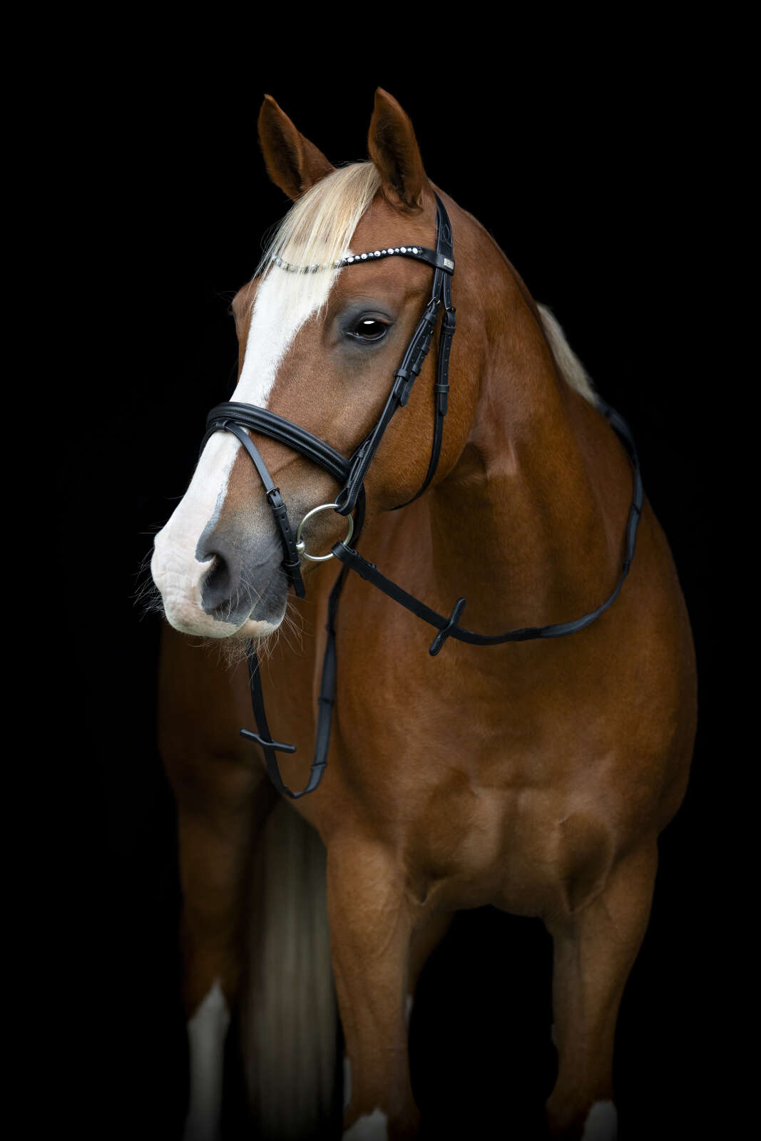 Horse Guard Cryll 25.2 pullback-träns, kombiniertes Reithalfter