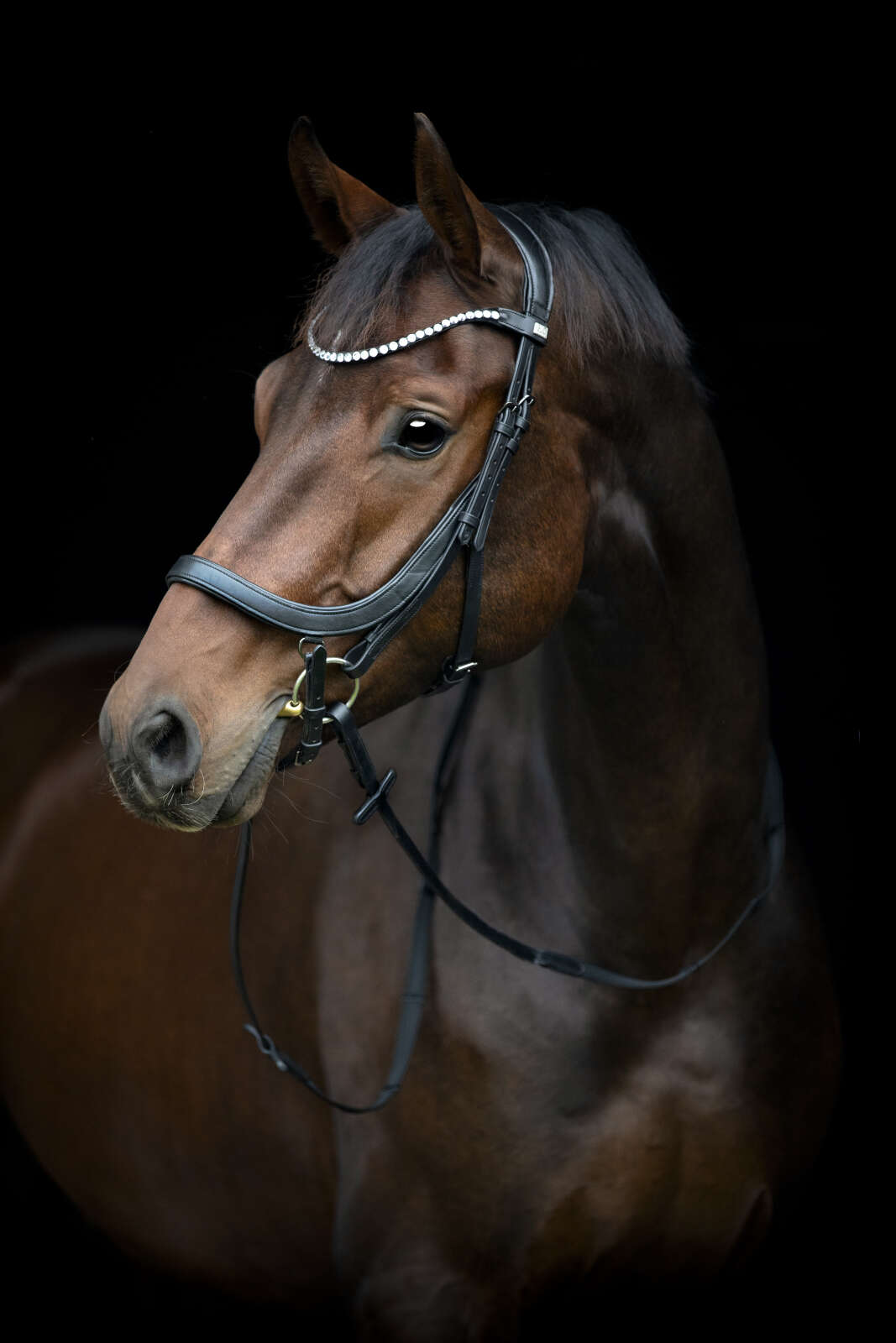 HorseGuard Vinja anatomisches Reithalfter