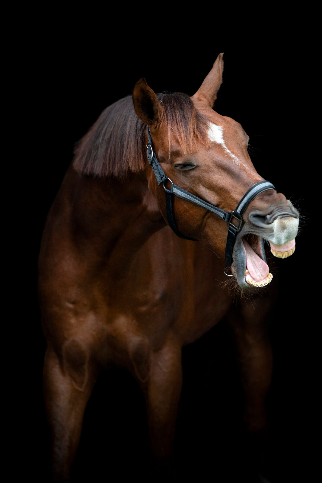 HorseGuard Virna grime