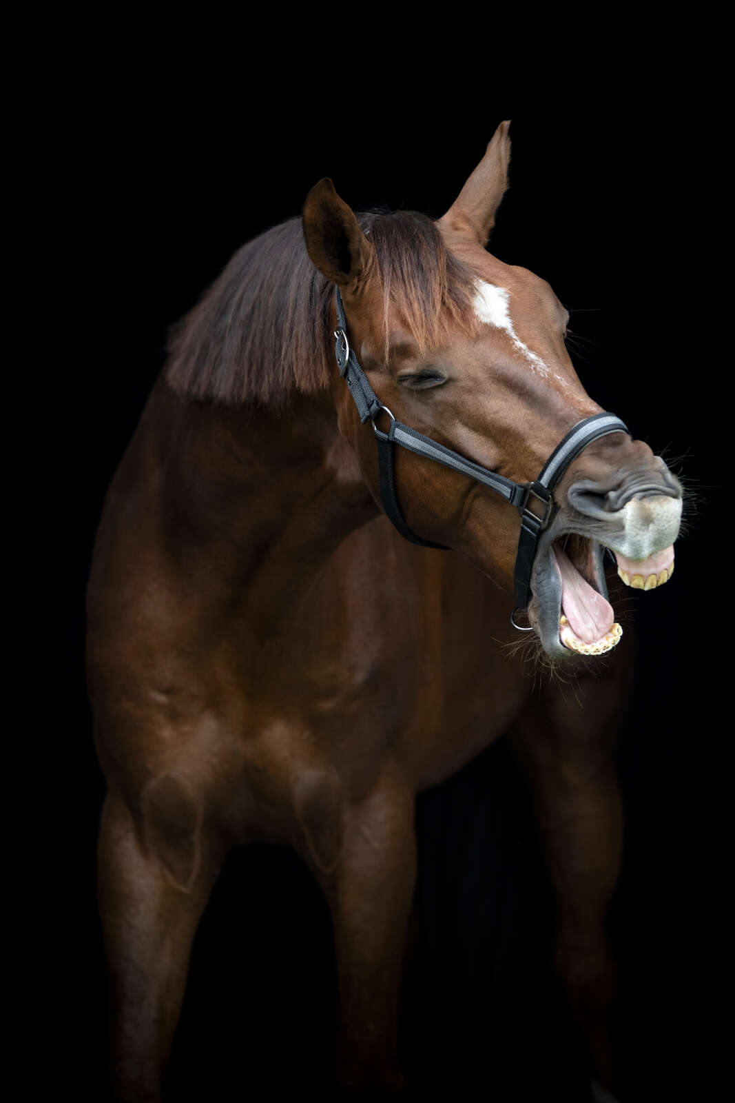 HorseGuard Virna halter