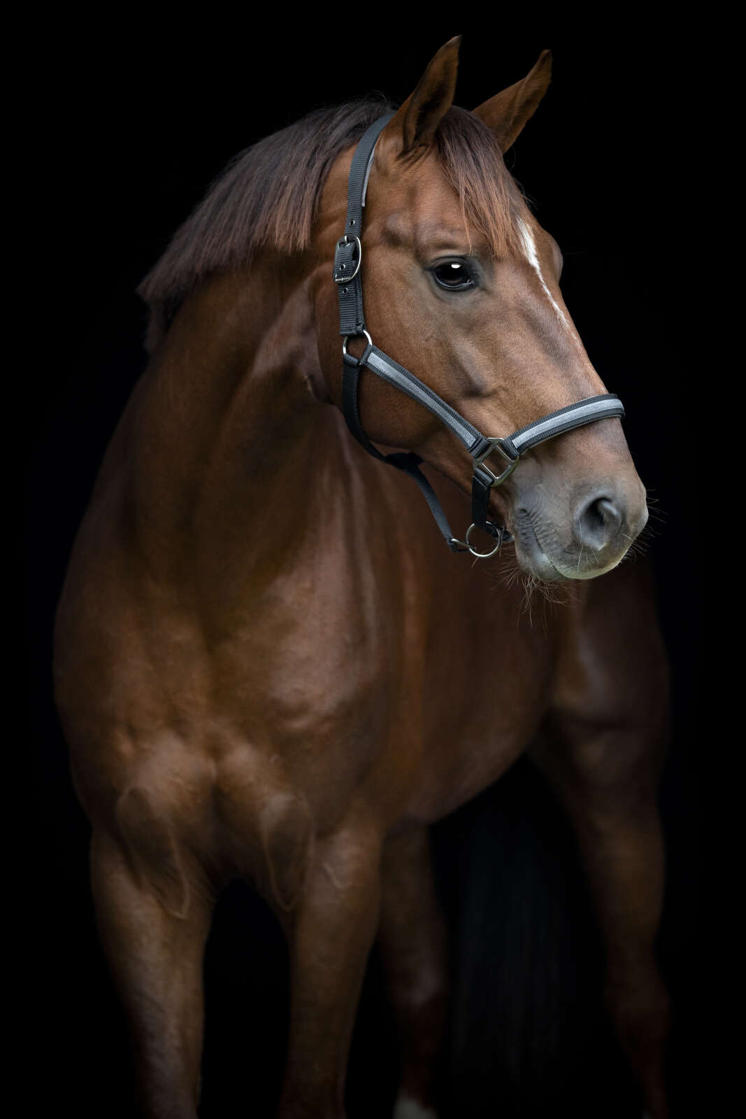 HorseGuard Virna halter