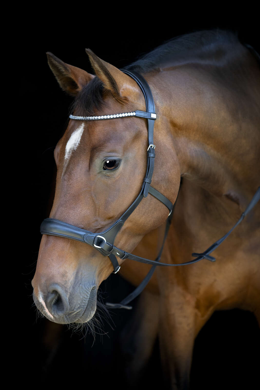 Horse Guard bitless bridle