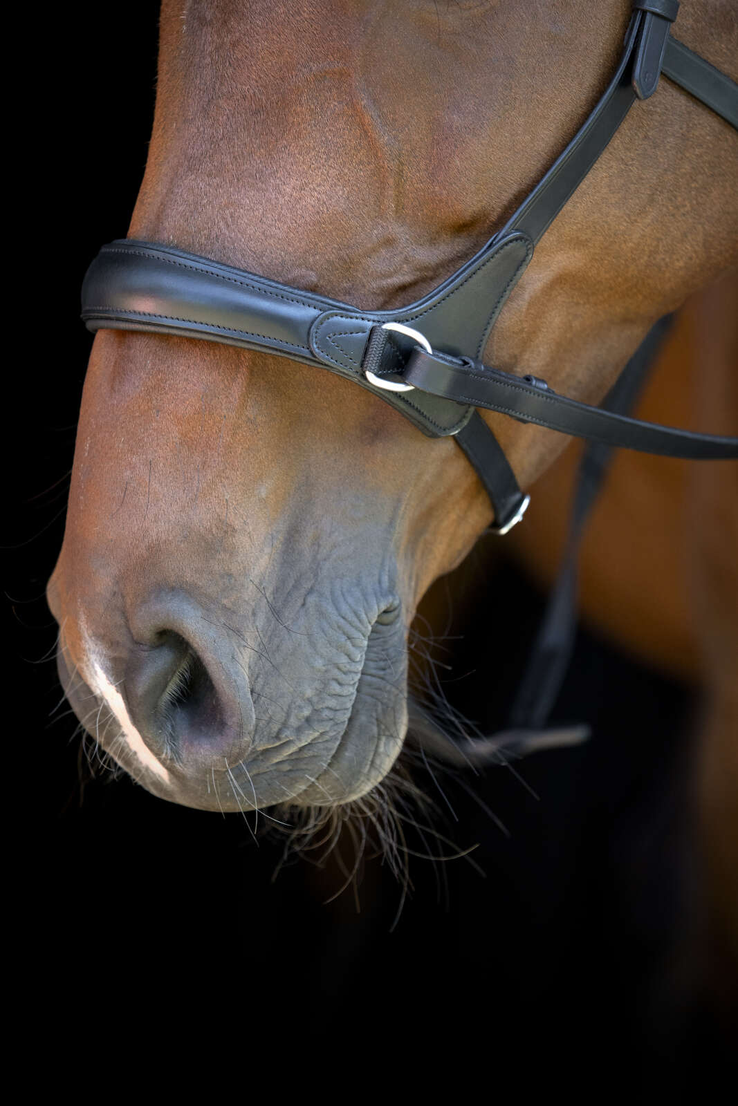 Horse Guard hodelag uten bitt