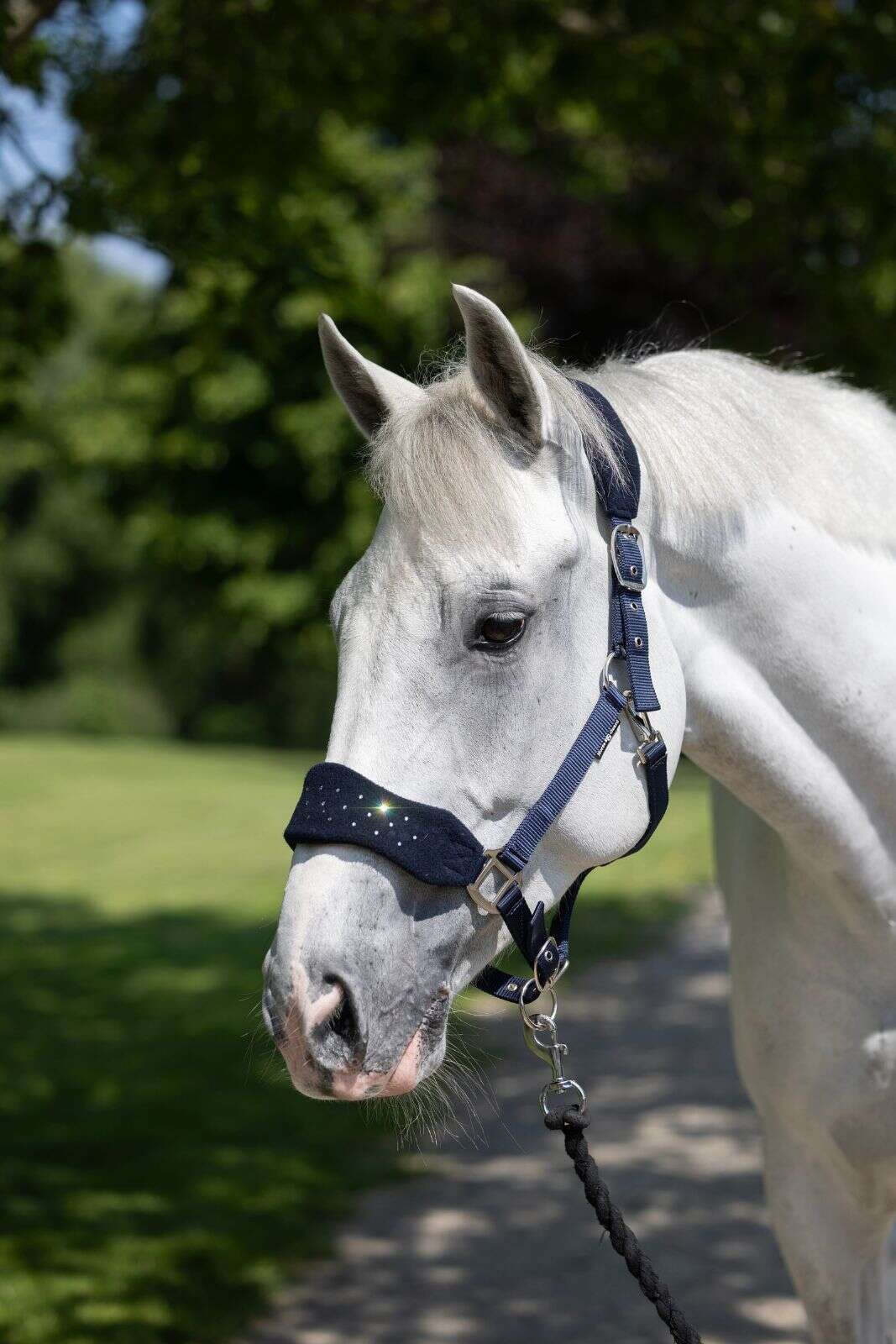 Horse Guard Anabel halter