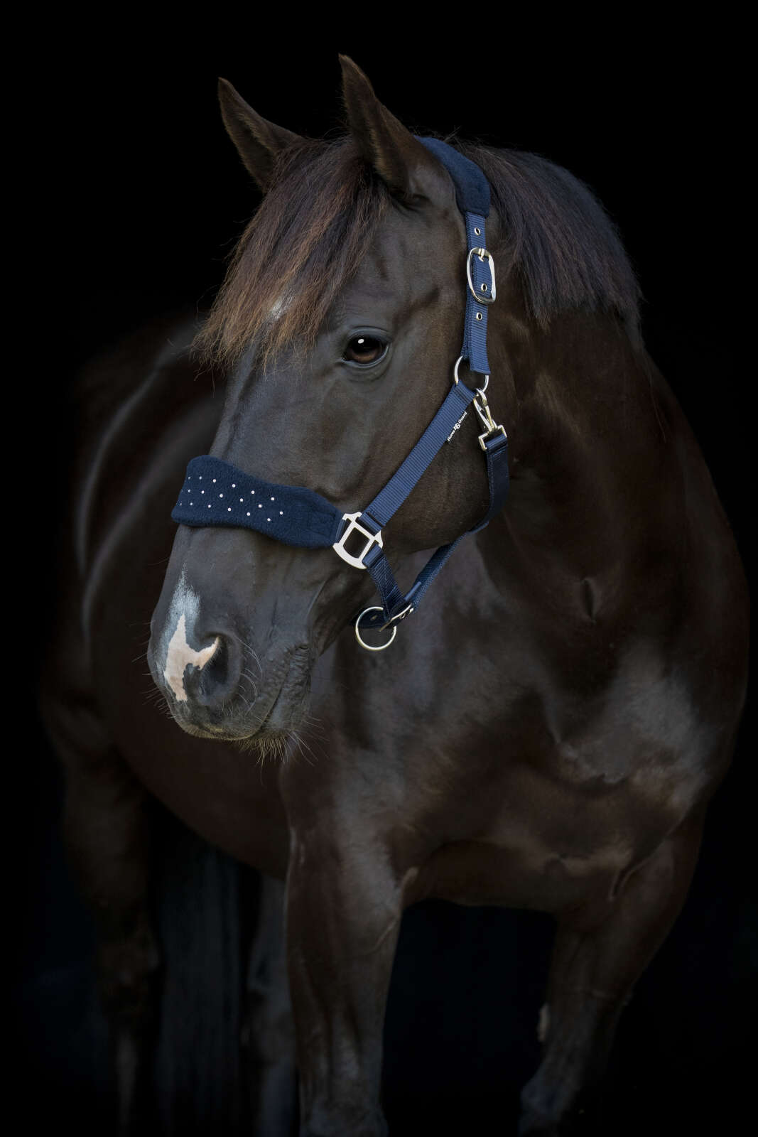 Horse Guard Anabel halter