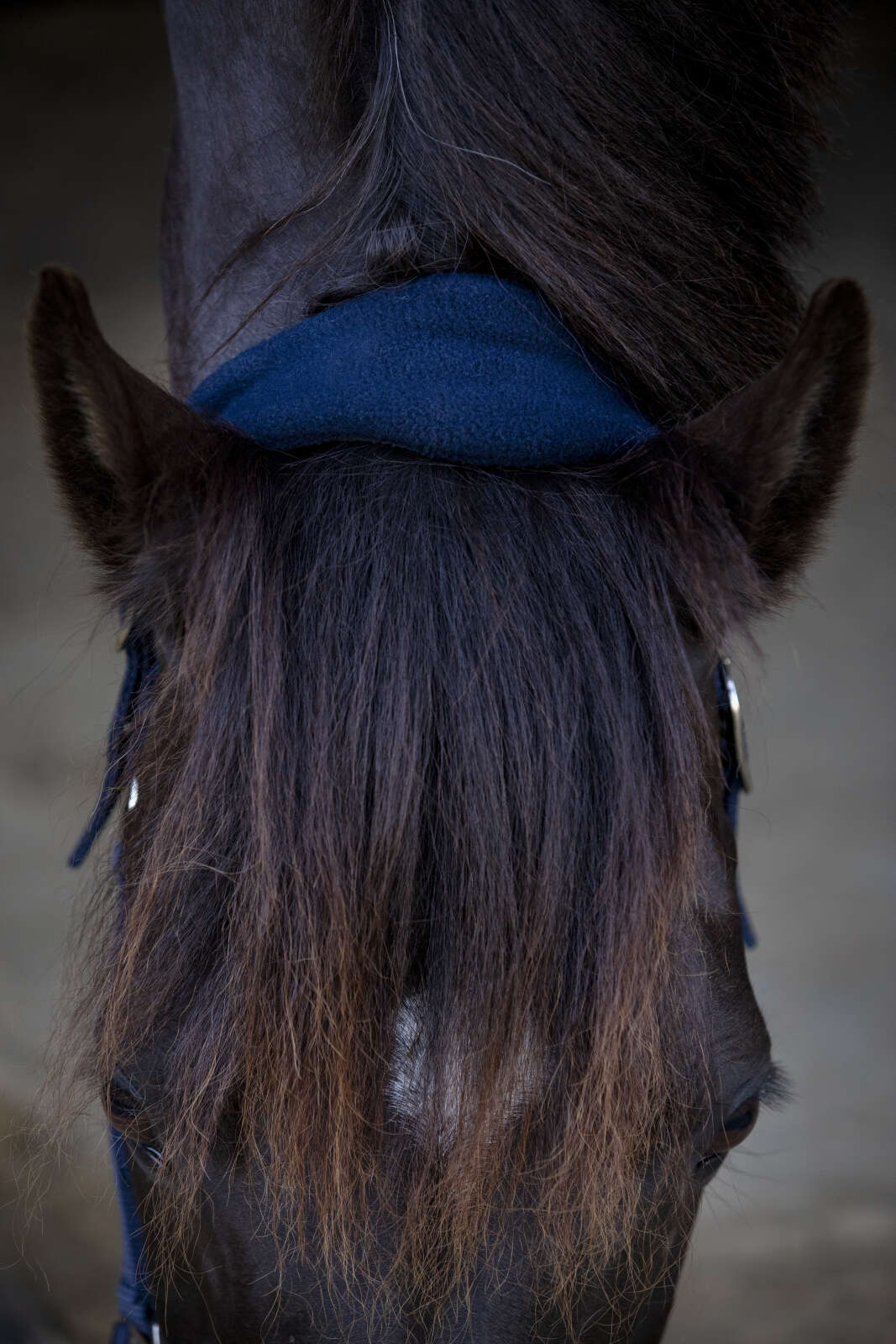 Horse Guard Anabel halter