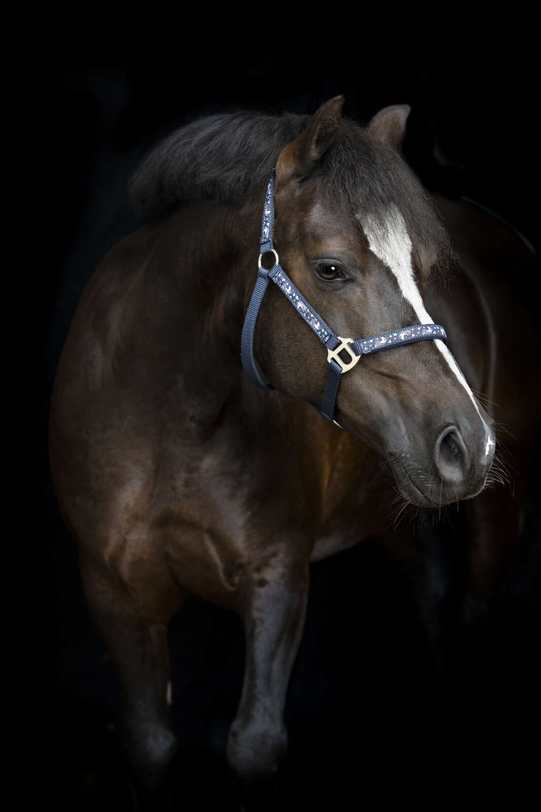 Horse Guard Fantasy halter