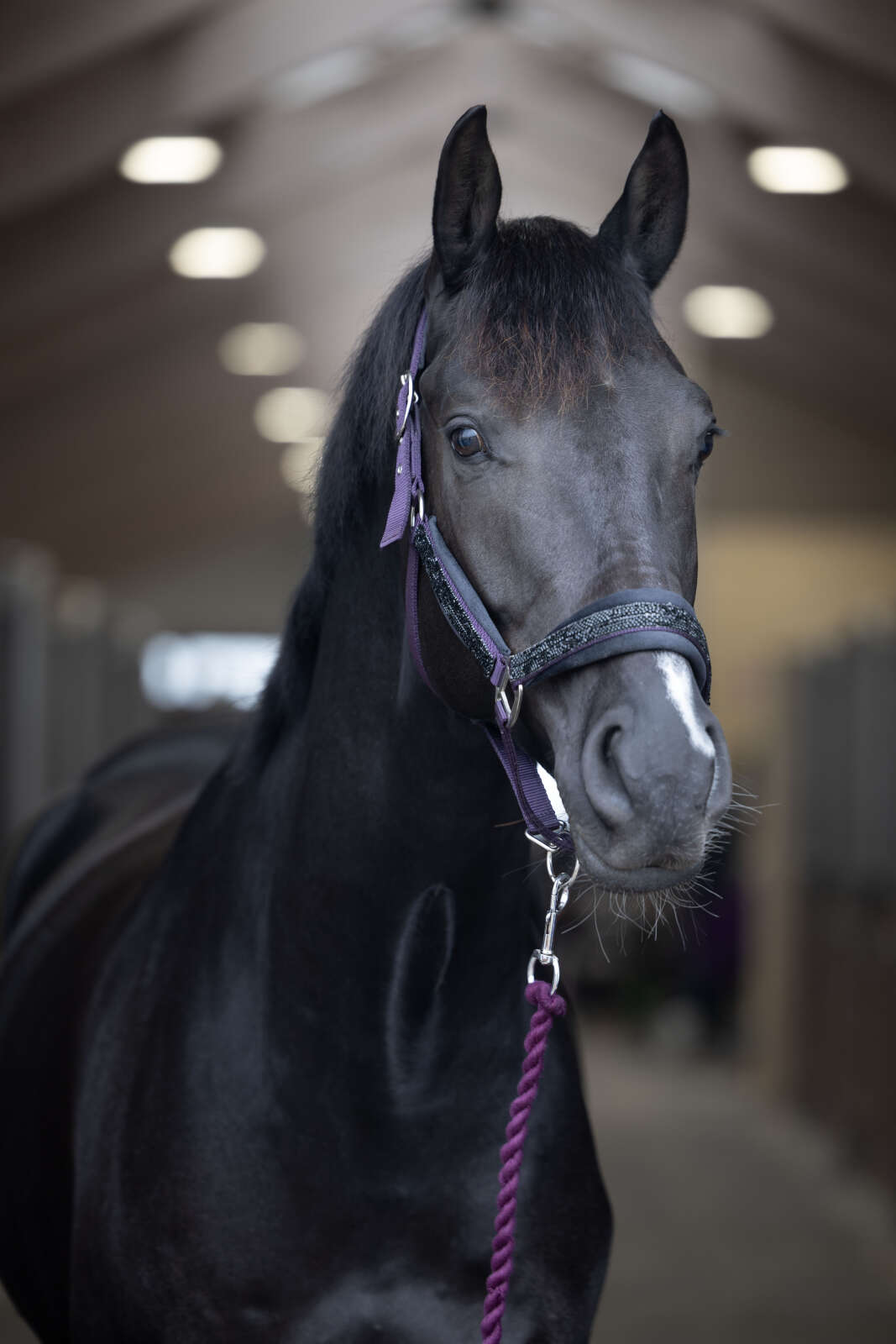 Horse Guard Angel grimma med glitter