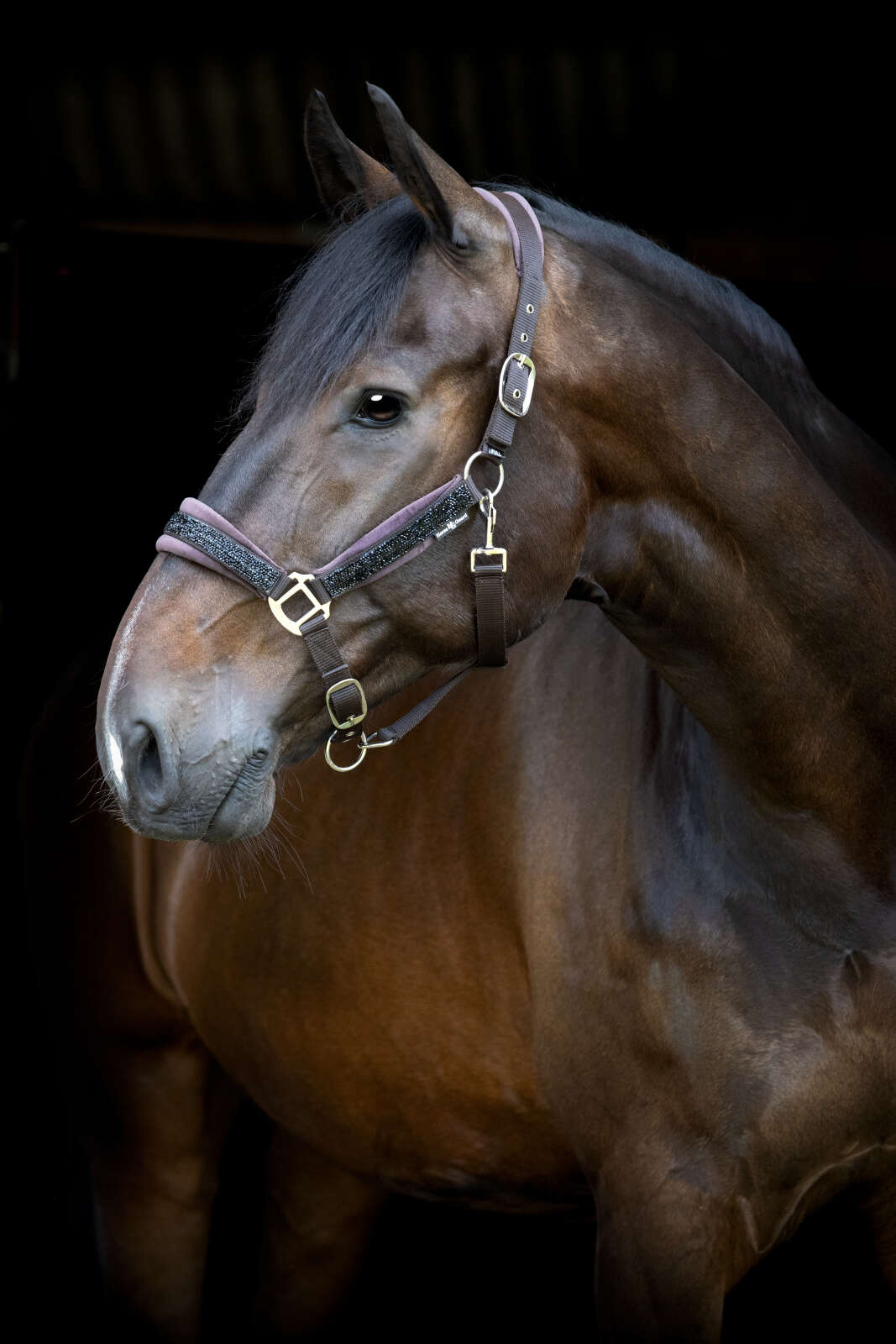 Horse Guard Angel glitter halter