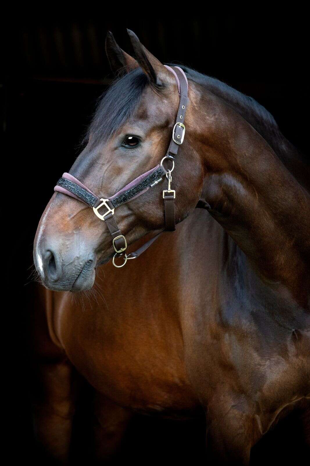 Horse Guard Angel grime med glitter
