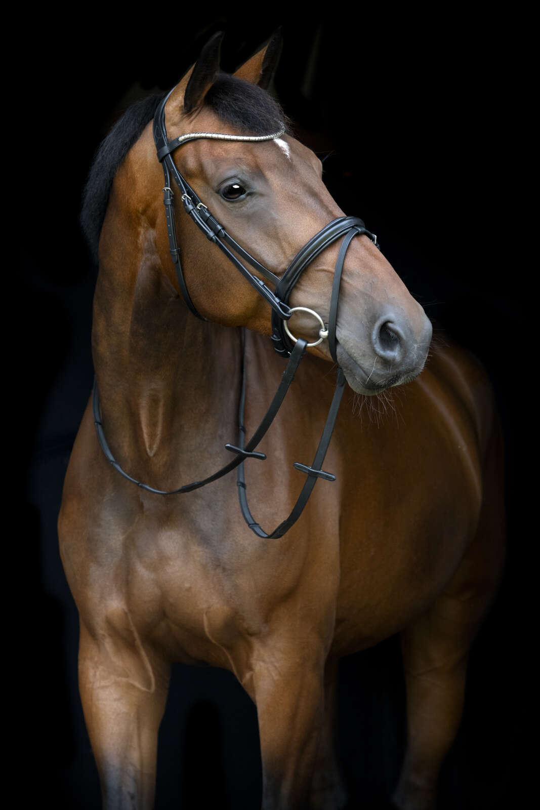 Horse Guard Emi 26.1 bridle with combined noseband
