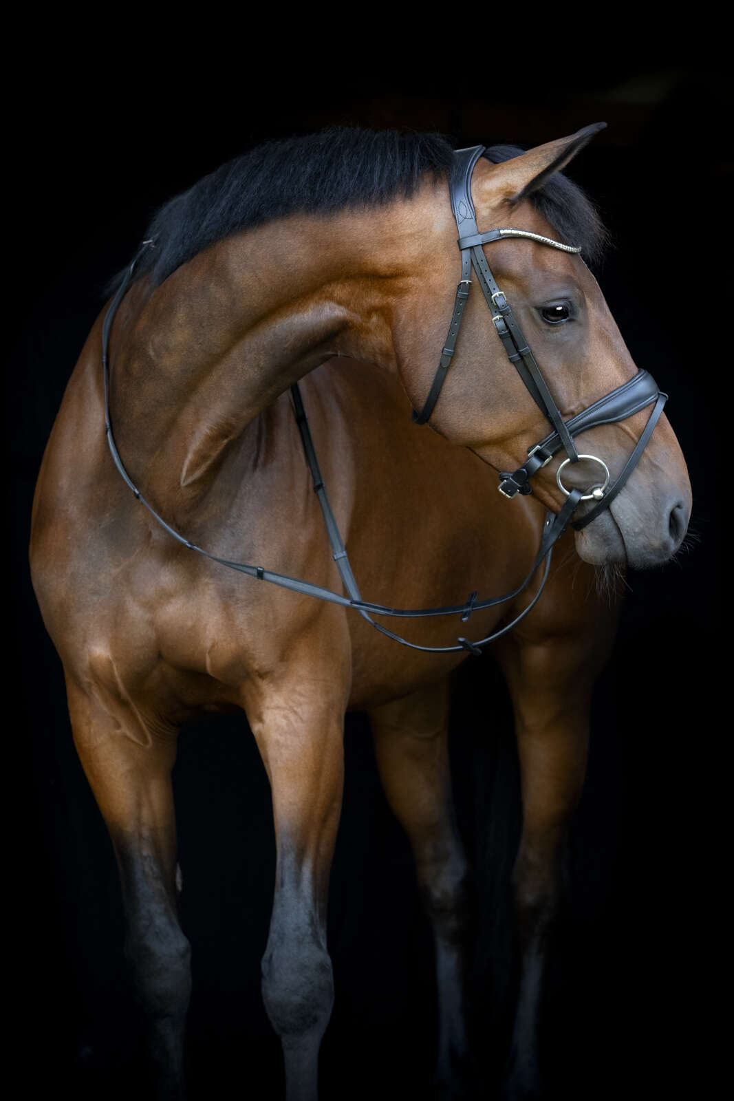 Horse Guard Cryll 26.1 Träns med pullback