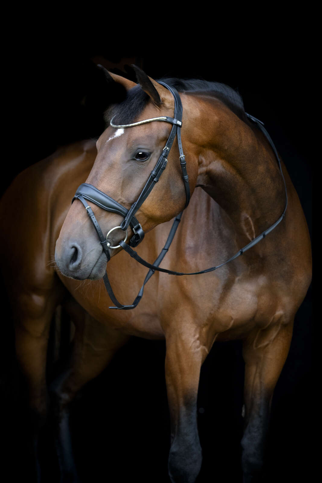 Horse Guard Cryll 26.1 Träns med pullback