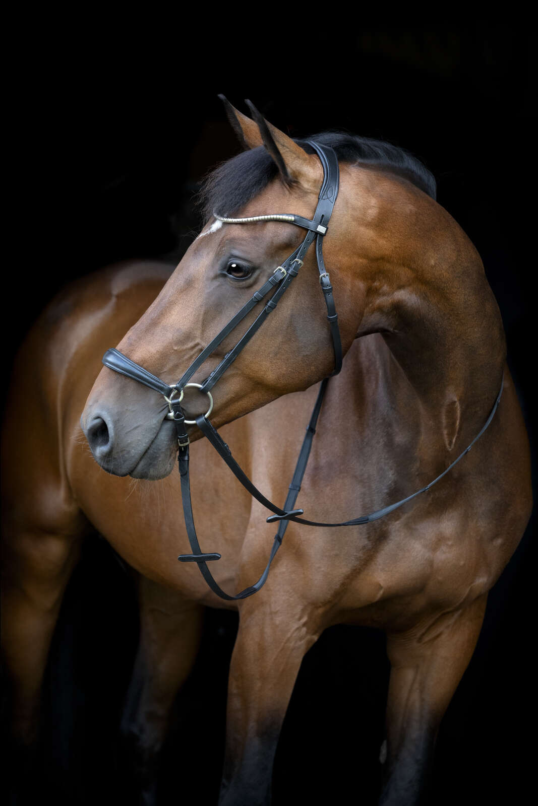 HorseGuard Cryll 26.1 drop noseband bridle