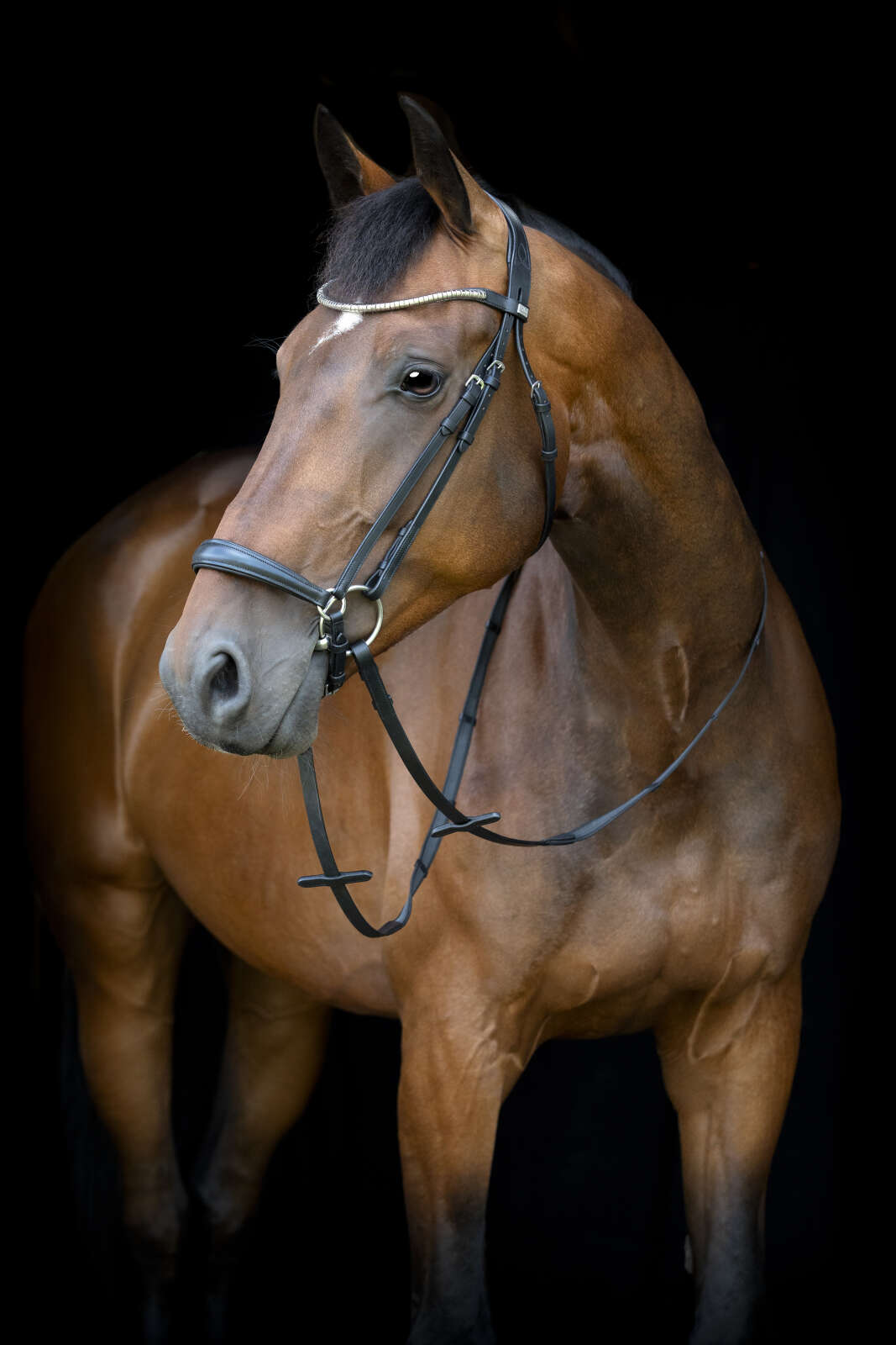 Horse Guard Cryll 26.1 träns med hannoveransk nosgrimma