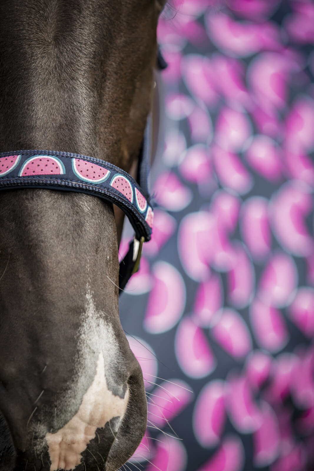 Horse Guard Melon halter