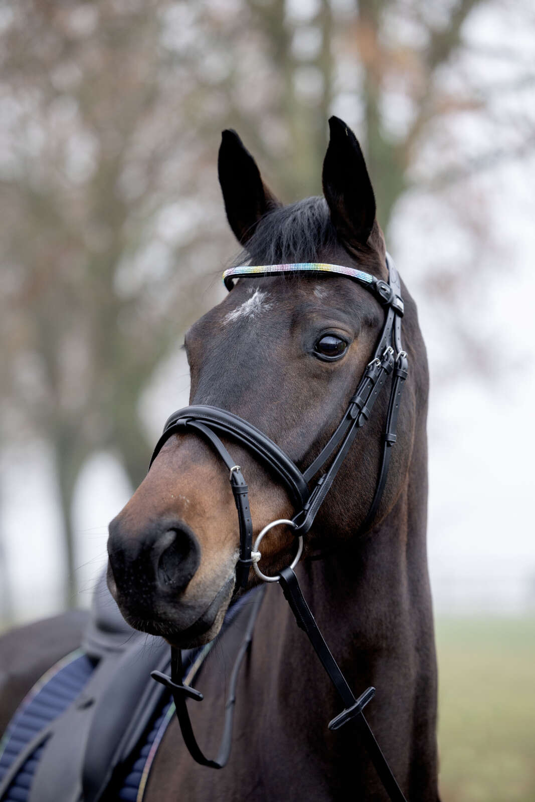 Horse Guard Rainbow pannband