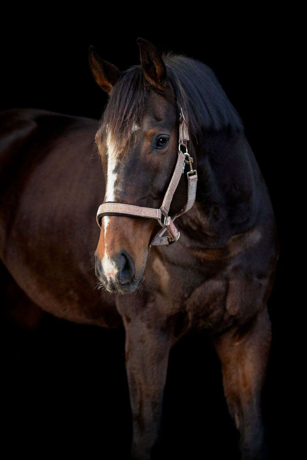Horse Guard Iowa färgskiftande glittergrimma