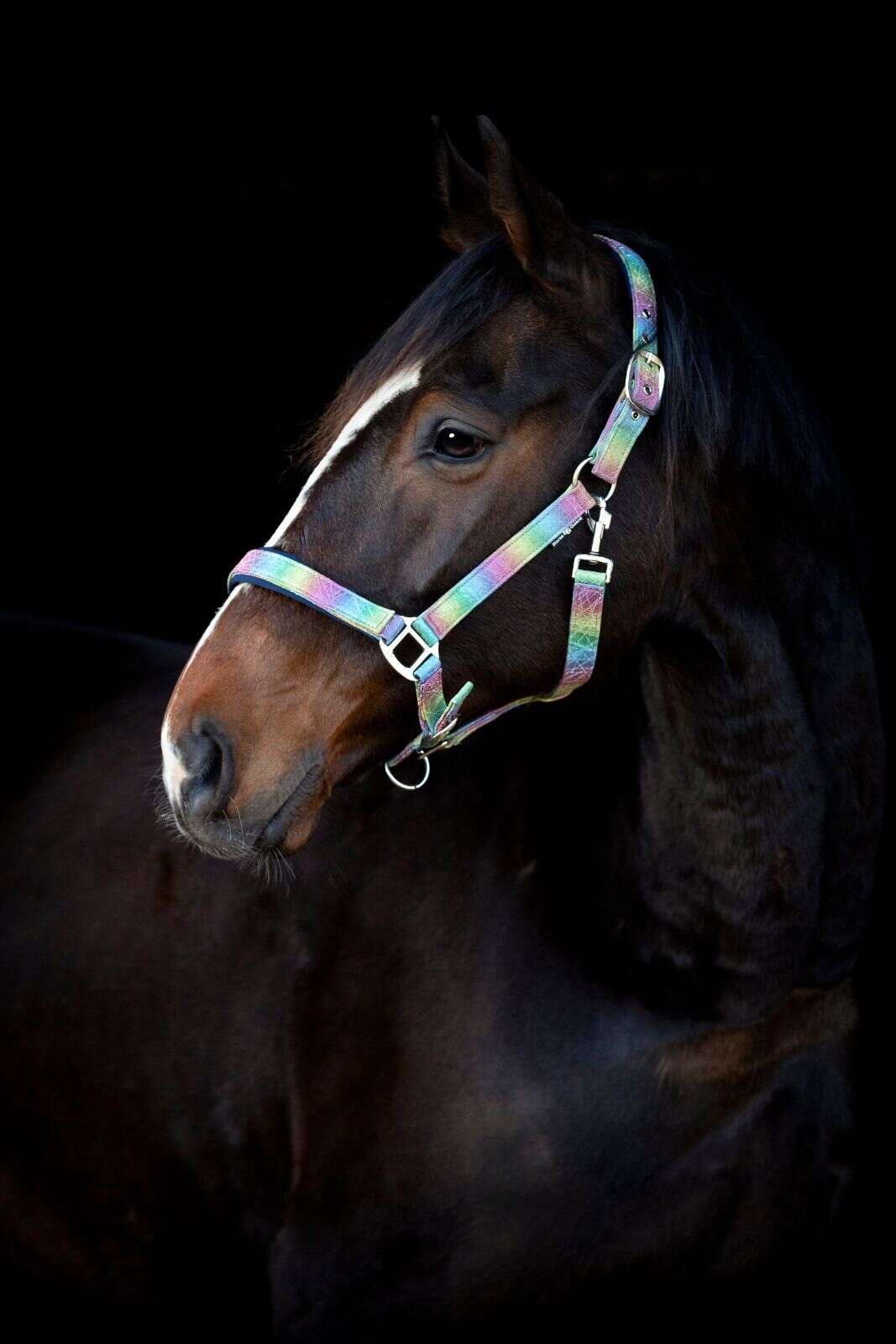 Horse Guard Rockford regnbågsgrimma med glitter