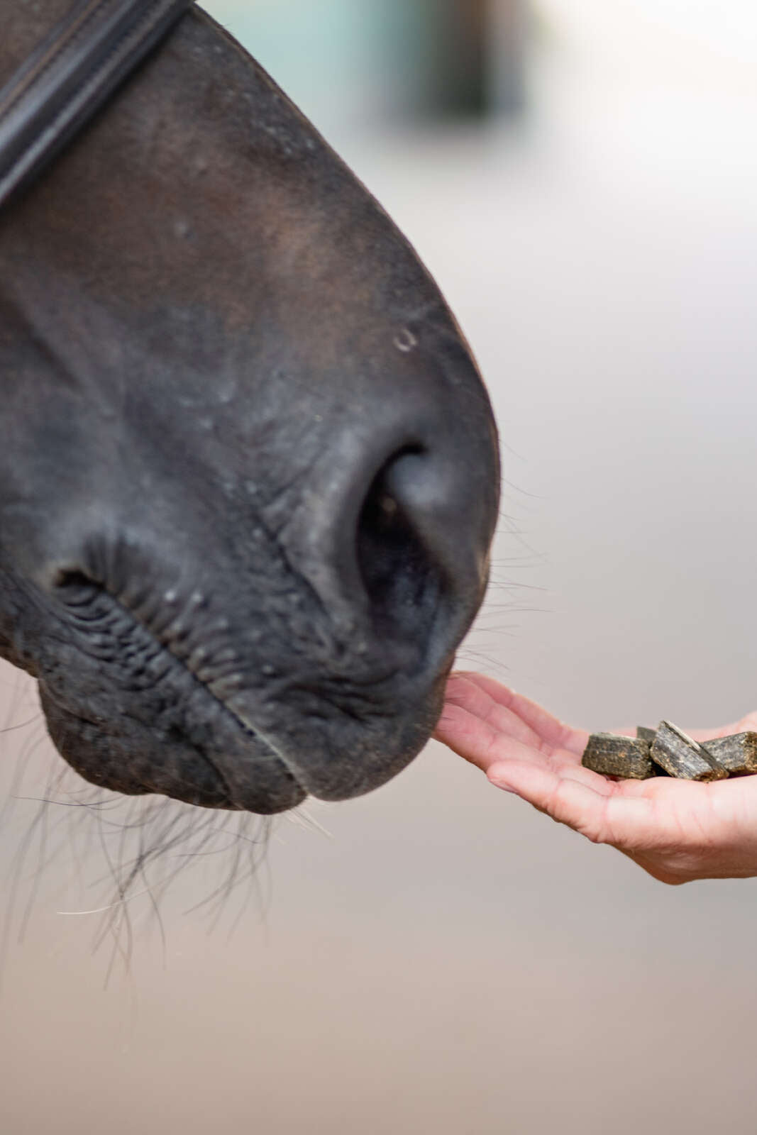 Bense & Eicke Wiesen Happies Wildbeere Kräuter, 1 kg