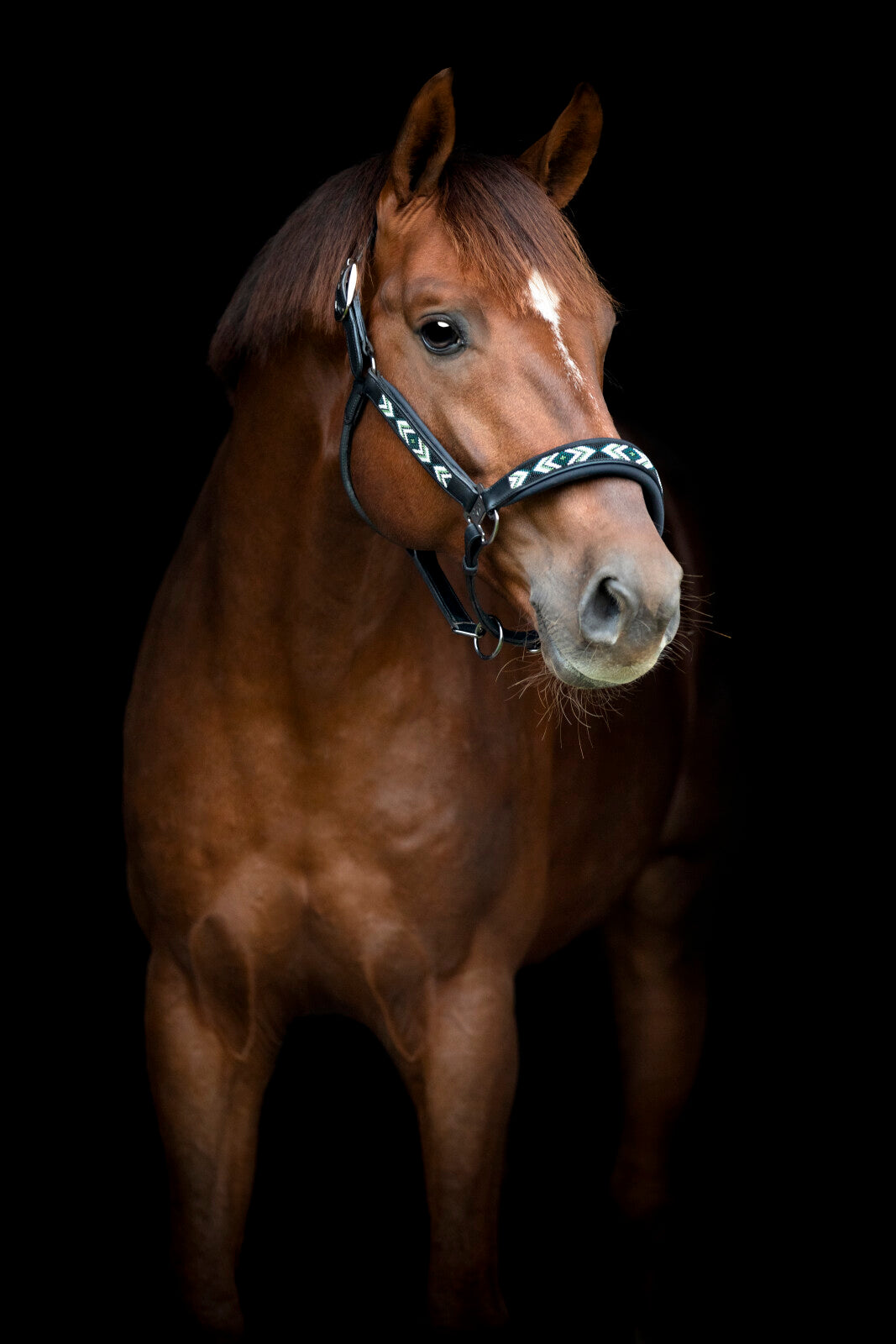 CATAGO Vanamo leather halter, pearl pattern